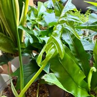 フィロデンドロン・セローム,フィロデンドロン,観葉植物,気根,インテリアグリーンの画像
