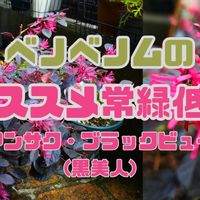 トキワマンサク,トキワマンサク 黒美人,トキワマンサク　ブラックビューティー,ガーデニング,常緑低木の画像