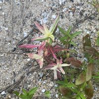 メリケンムグラ,観葉植物,山野草,斑入り。の画像