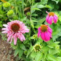 エキナセア,乙女心,ガーデニング,ピンクの花,かわいいな♡の画像