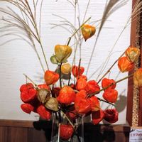 ホオズキ,元気の出る色♡,今日のお花,美ヶ原高原,浅草寺ほおずき市の画像