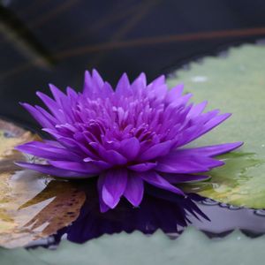 睡蓮,熱帯スイレン,温室,お散歩,掛川花鳥園の画像