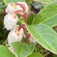 チェッカーベリー,鉢植え,暑い日の画像