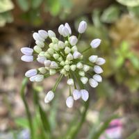 アリウム,ナチュラルガーデンを目指して…,ナチュラルガーデンに憧れて,金曜日の蕾たちの画像