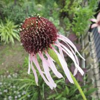 フクシア,エキナセア フラダンサー,地植え,白い花,花と暮らすの画像