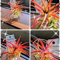 チランジア,エンジェルストランペット,キンシバイ,ダチュラ,ノウゼンカズラの画像