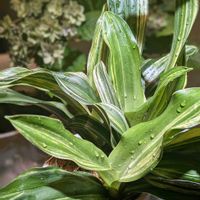 オモト,万年青(おもと),観葉植物,botanical lifeの画像