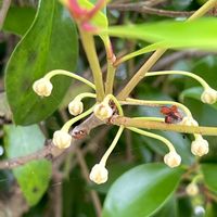サザンカ,ツツジ,カキ,モッコク,モッコクの画像
