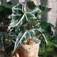 アロカシア,観葉植物,アロカシア属,アロイド,アロカシア　小芋栽培の画像