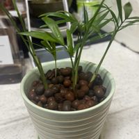 ホオズキ,観葉植物,お店,今日のお花,災害時備蓄の画像