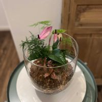 フィットニア,アスパラガス・プルモーサス・ナナス,アンスリウム　ジズー,寄せ植え,観葉植物の画像