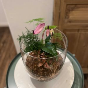 フィットニア,アスパラガス・プルモーサス・ナナス,アンスリウム　ジズー,寄せ植え,観葉植物の画像