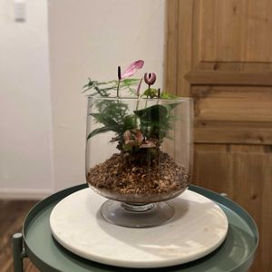 フィットニア,アスパラガス・プルモーサス・ナナス,アンスリウム　ジズー,寄せ植え,観葉植物の画像