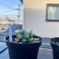 ハオルチア オブツーサ,ブラックオブツーサ,ハオルチア 巨大赤線オブツーサ,【こまち多肉部】の画像