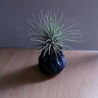 チランジア,エアプランツ,一輪挿し,iPhone撮影,asingleflowervaseの画像