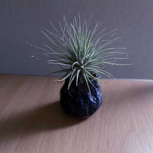 チランジア,エアプランツ,一輪挿し,iPhone撮影,asingleflowervaseの画像