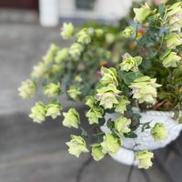 オレガノ ケントビューティー,ガーデニング,マイガーデン,手作りの庭,花のある暮らしの画像