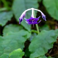 イワタバコ,可憐な花,美しく青きドヨウ,明日はきっと良い日になる,2019同期の画像