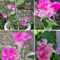 アブチロン,白檀 紐サボテン,ｱﾌﾞﾁﾛﾝ,ｱﾌﾞﾁﾛﾝ,ｱｻｶﾞｵの画像