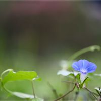 アサガオ,アサガオ,マメアサガオ,マメアサガオ,ホシアサガオの画像