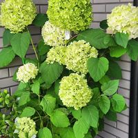 アナベル,アナベル,ミモザ,ミモザ,玄関前の画像