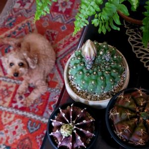 サボテン,多肉植物,観葉植物,ギムノカリキウム属,葉っぱの画像