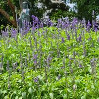 ブルーサルビア,お寺の境内,夏の元気花,穏やかな心,土曜日は紫の花の画像