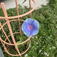 アサガオ,ヒメイワダレソウ,青い花,今日のお花,庭の画像