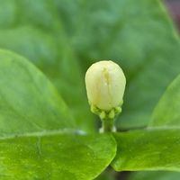 茉莉花,アラビアジャスミン 茉莉花,茉莉花の蕾,茉莉花の蕾,茉莉花の挿し木の画像