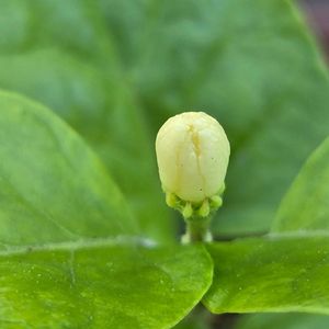 茉莉花,アラビアジャスミン 茉莉花,茉莉花の蕾,茉莉花の蕾,茉莉花の挿し木の画像