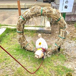 カシワバアジサイ,スカビオサ,茅の輪,手作り雑貨,輝かしい未来の画像