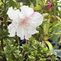 アザレア,花のある暮らし,沖縄,おうち園芸,庭の画像
