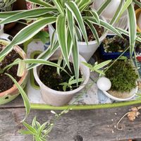 観葉植物,癒し,ベランダの画像