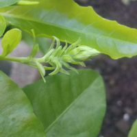 シュウメイギク,ルリマツリ,つぼみ,花のある暮らし,地味好きの画像