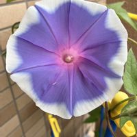 アサガオ,カランコエ,いつもありがとう♡,今日のお花,花日記の画像