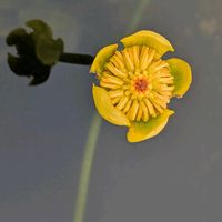 コウホネ,小さな花,ビタミンカラー,スイレン科,綺麗の画像