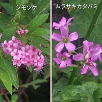 ドクダミ,ムクゲ,サツキ,シモツケ ,ムラサキカタバミの画像