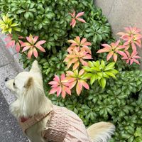 アセビ,馬酔木(アセビ）,馬酔木(アセビ）,わんこと一緒,有毒植物の画像