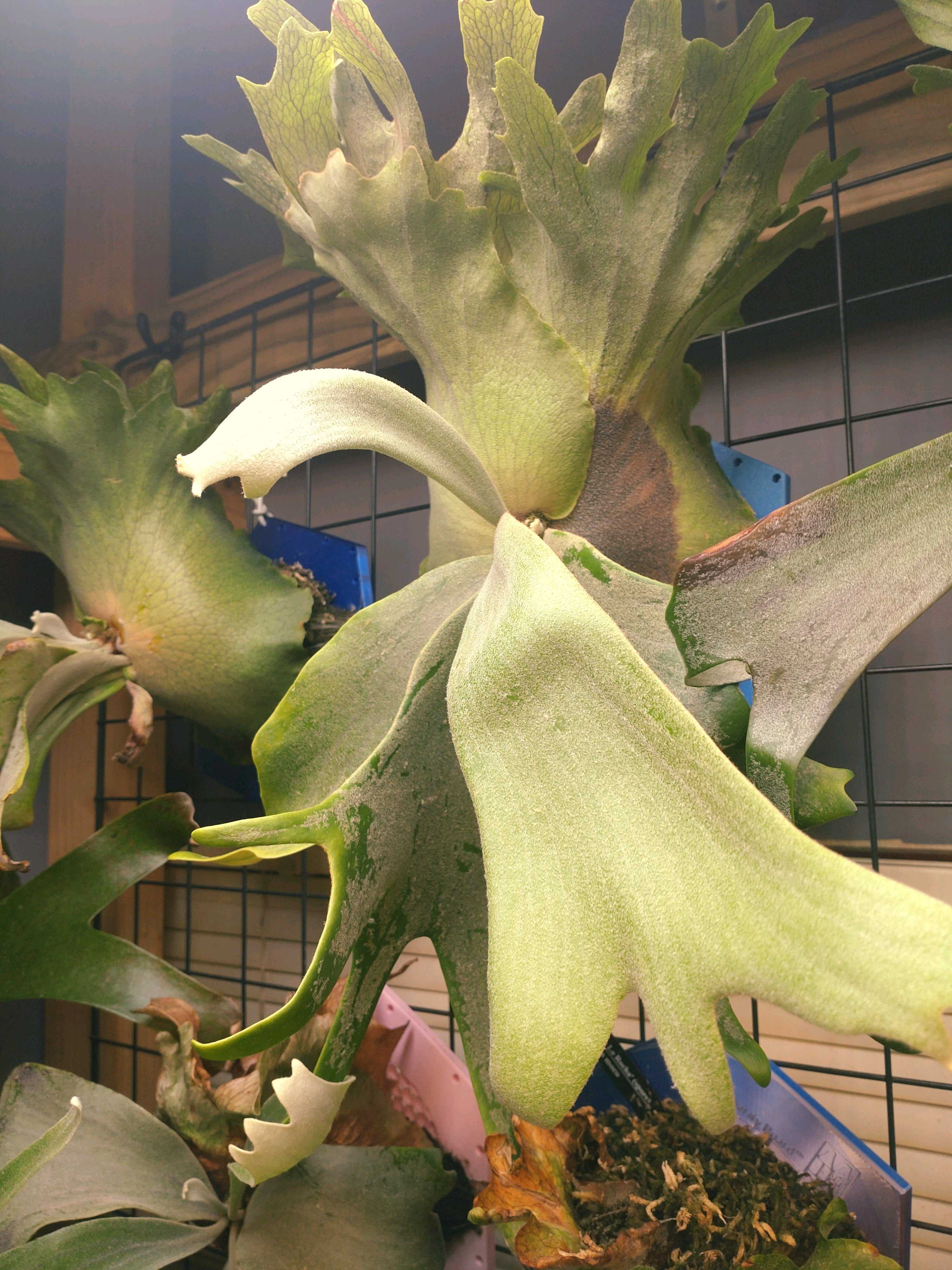 バクスポの貯水葉からの新芽 ビカクシダの森