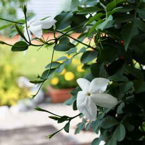 ジャスミンホワイトプリンセス,ガーデニング,ウッドデッキ,花のある暮らし,花を育てるの画像