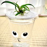 オリヅルラン,水耕栽培,部屋,バルコニー/ベランダの画像