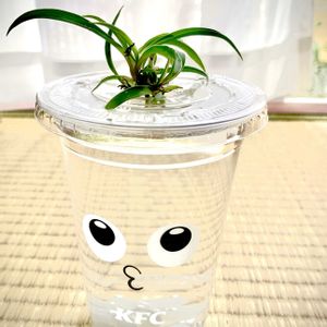 オリヅルラン,水耕栽培,部屋,バルコニー/ベランダの画像