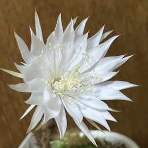 サボテン,サボテン,金盛丸,ダイソー,白い花の画像