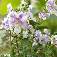 アンゲロニア,花のある暮らし,見切り品,お花を楽しむ,おうち園芸の画像