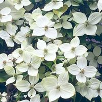 ヤマボウシ,花のある暮らし,お散歩写真,お花が好き♡,綺麗なお花の画像