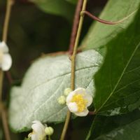マタタビ,マタタビ,花のある暮らし,小さな幸せ♡,林道の画像