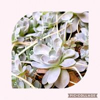 子持ち蓮華の画像