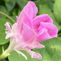 今日のお花,#ガーデニング,ピンクワールドへ ようこそ,エクステリアの画像
