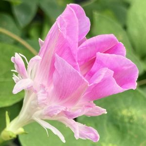 今日のお花,#ガーデニング,ピンクワールドへ ようこそ,エクステリアの画像