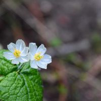 サクランボ,サンカヨウ,チングルマ,山野草,高山植物類の画像
